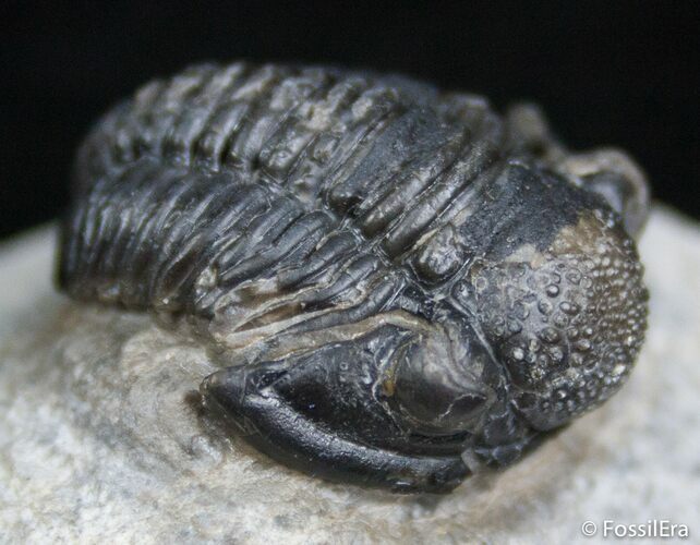 Fat D Gerastos Trilobite - Morocco #2502